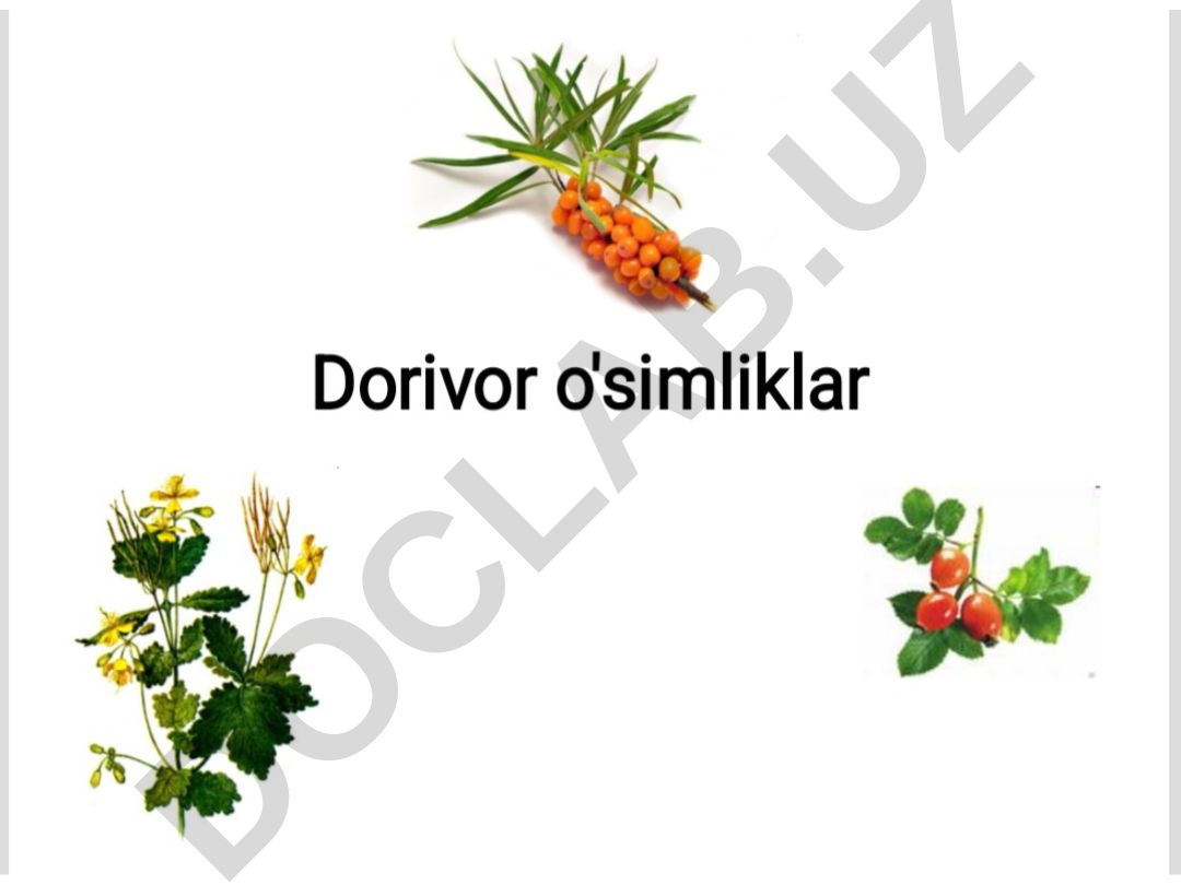 Dorivor o'simliklar va ularning xususiyatlari