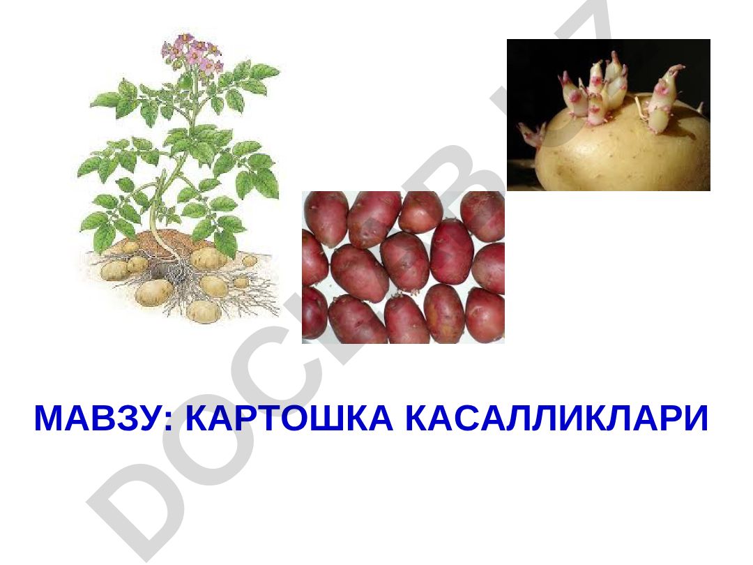 Картошка касалликлари