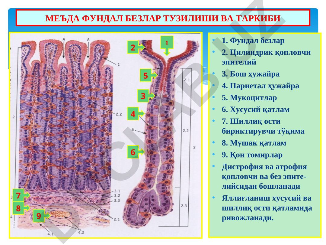 Меъда фундал безлар тузилиши ва таркиби