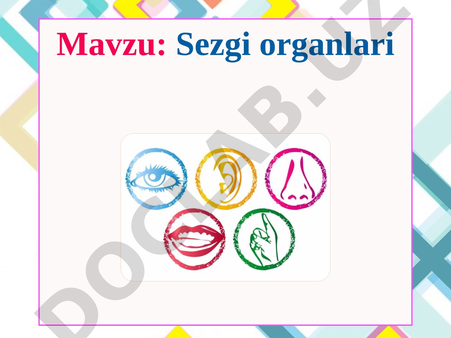 Sezgi organlari