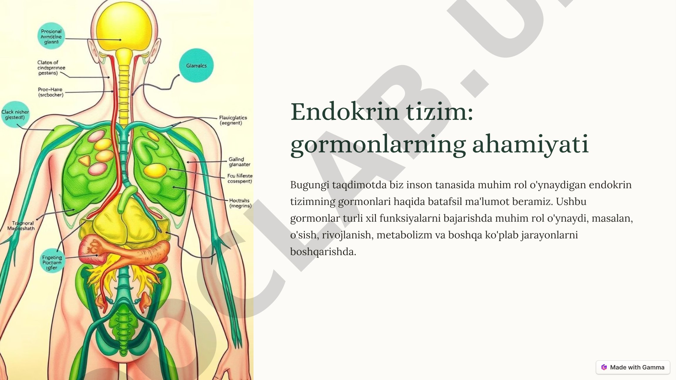Endokrin tizim taqdimoti