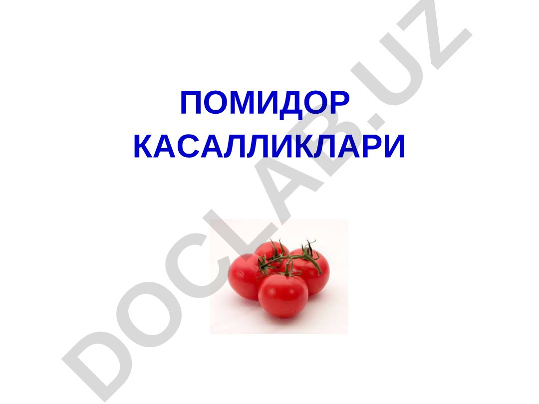 Помидор ниҳоллари касалликлари ва уларнинг қўзғатувчи микроорганизмлари
