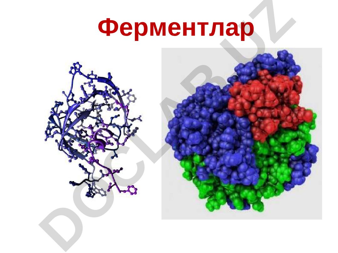 Ферментларнинг умумий хусусиятлари, таснифи ва клиник энзимология