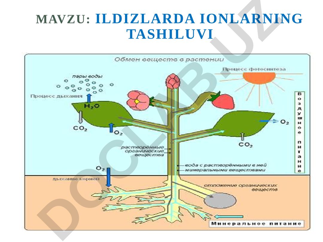 Ildizlarda ionlarning tashiluvi