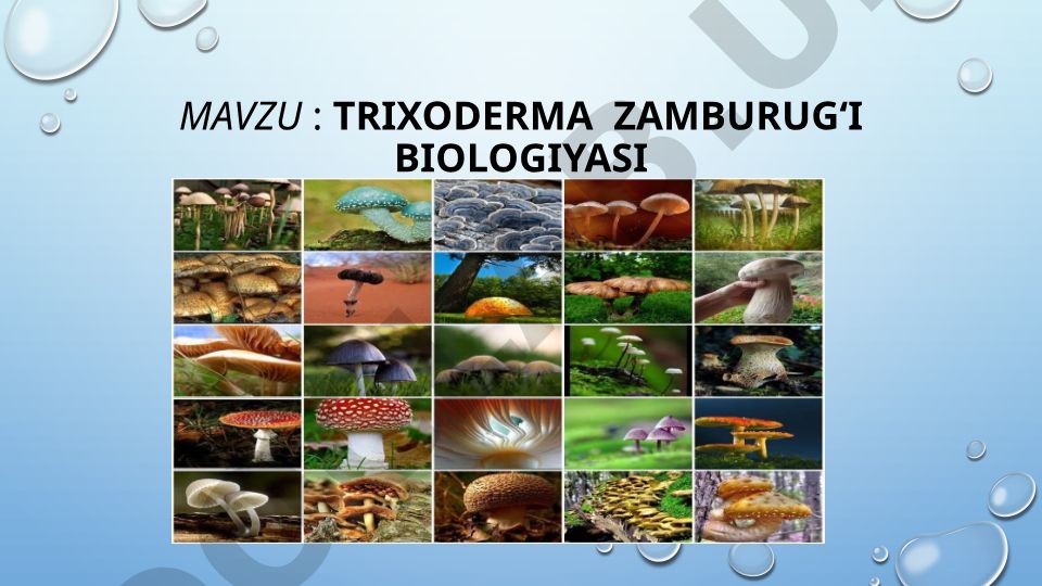 TRIXODERMA ZAMBURUG‘I BIOLOGIYASI