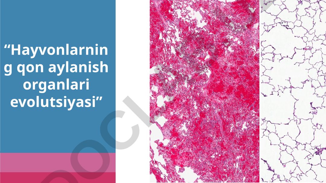 Hayvonlarning qon aylanish organlari evolutsiyasi
