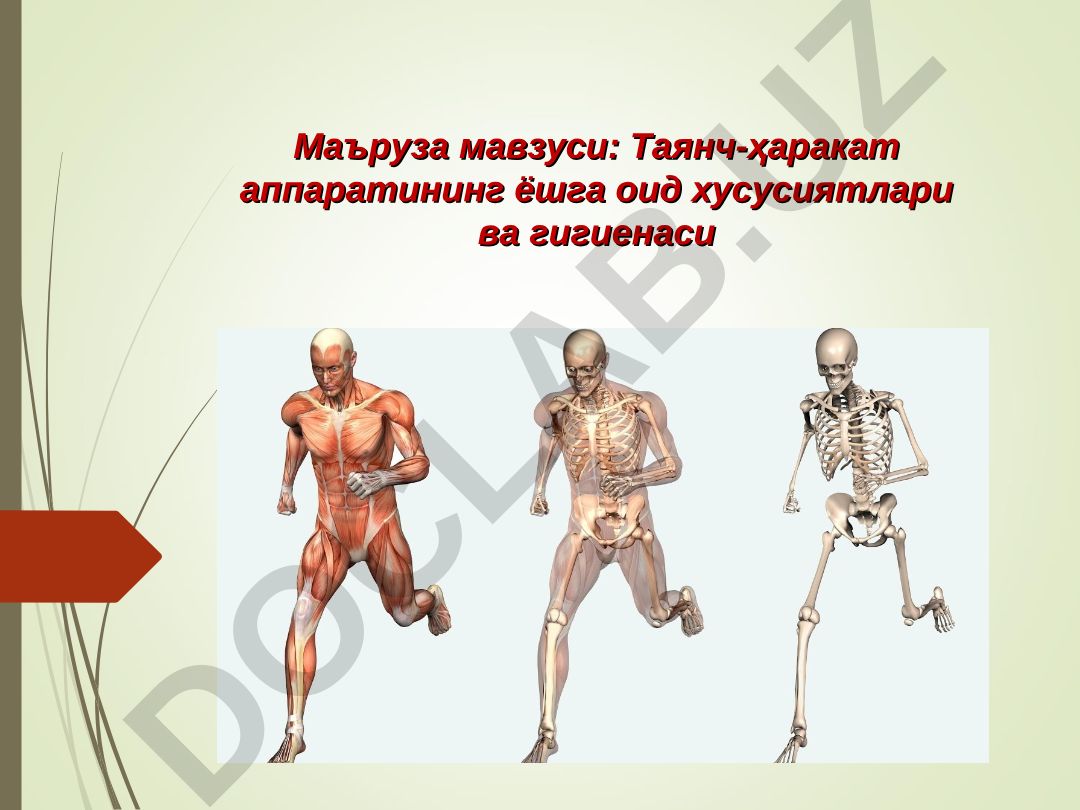 Таянч-ҳаракат аппаратининг ёшга оид хусусиятлари ва гигиенаси