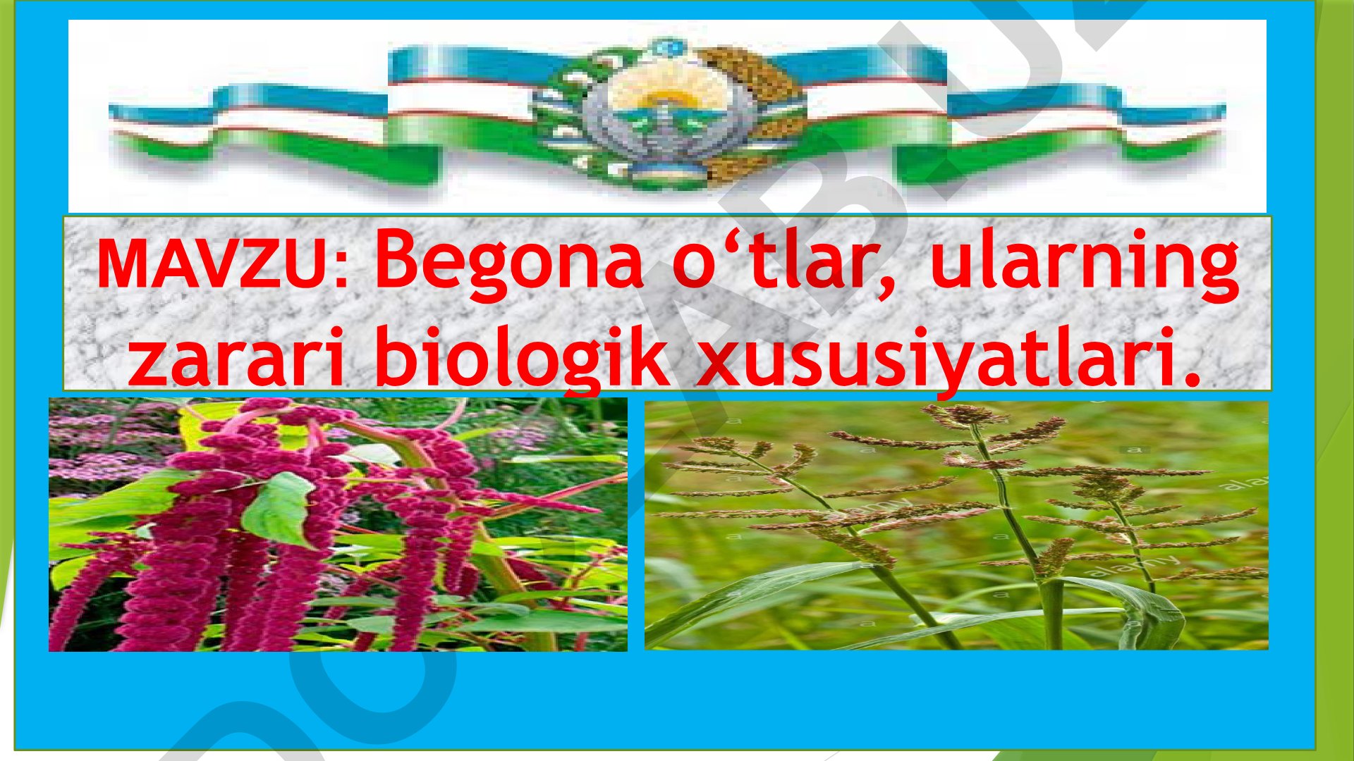 Begona o‘tlar, ularning zarari biologik xususiyatlari