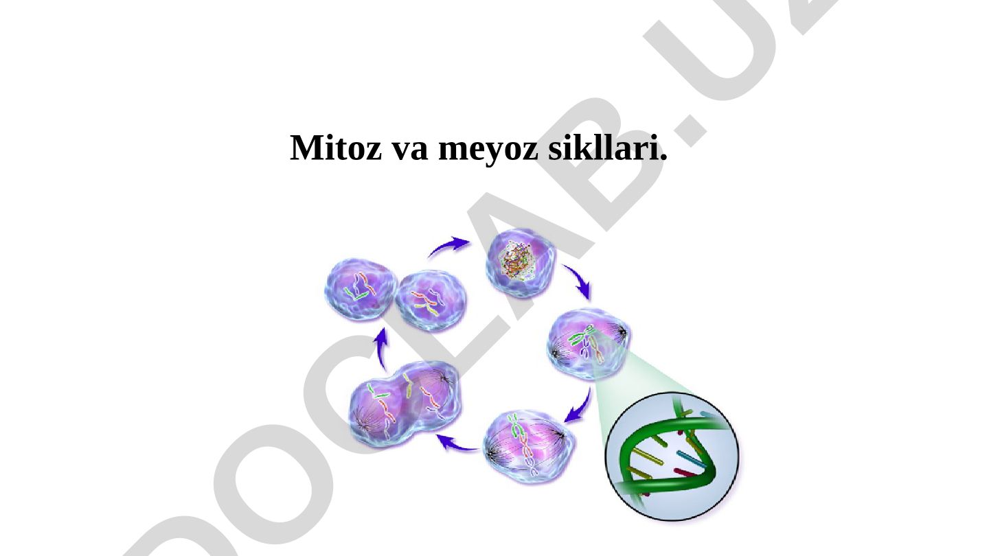 Mitoz va meyoz sikllari
