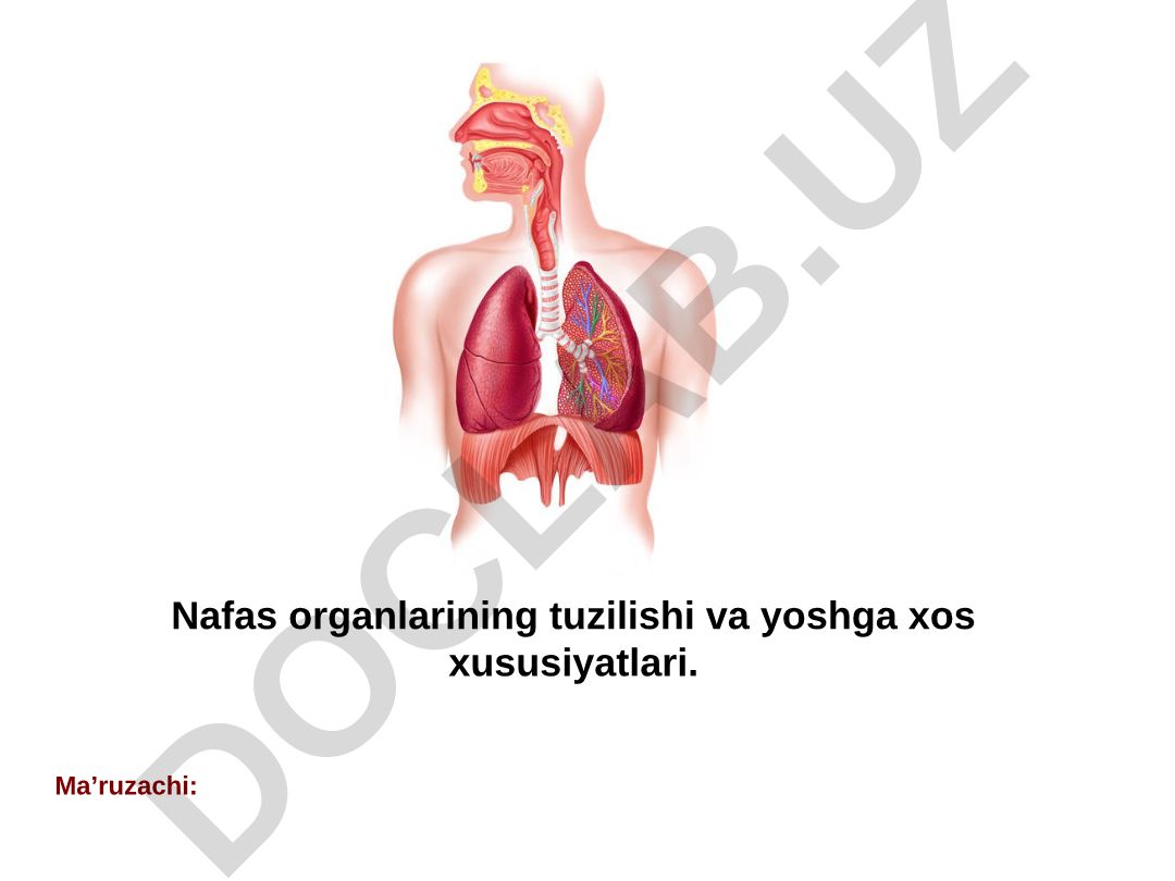 Nafas organlarining tuzilishi va yoshga xos xususiyatlari