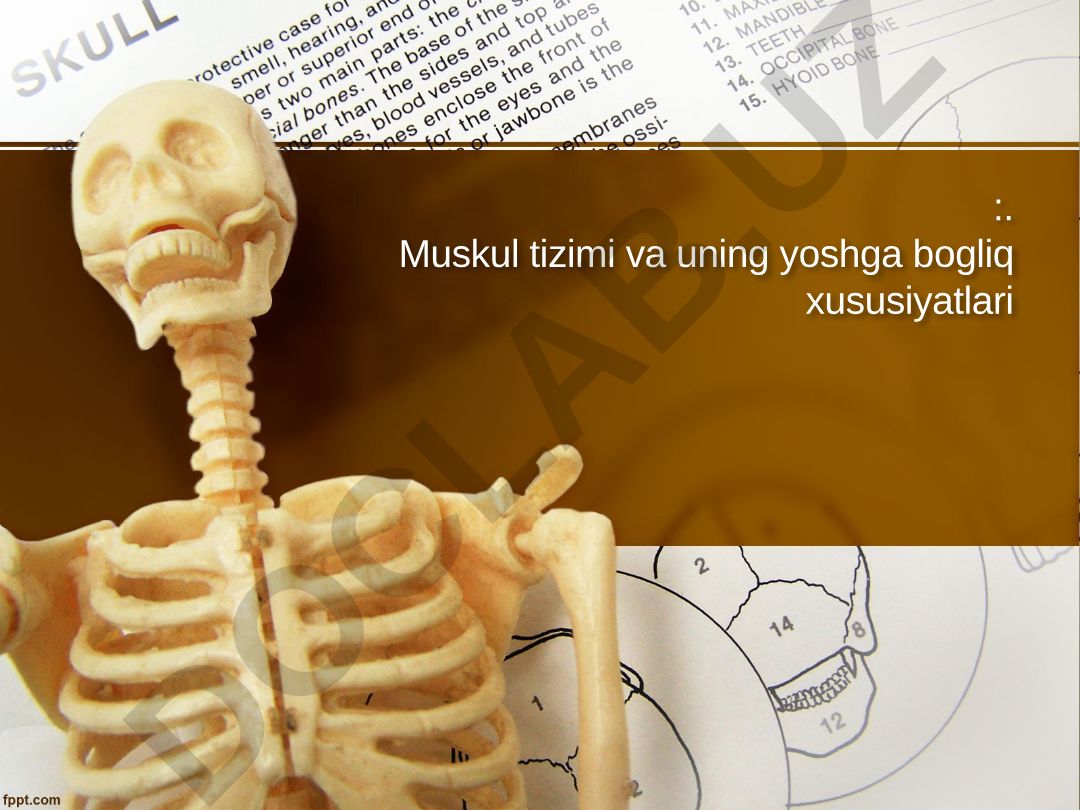Muskul tizimi va uning yoshga bog'liq xususiyatlari
