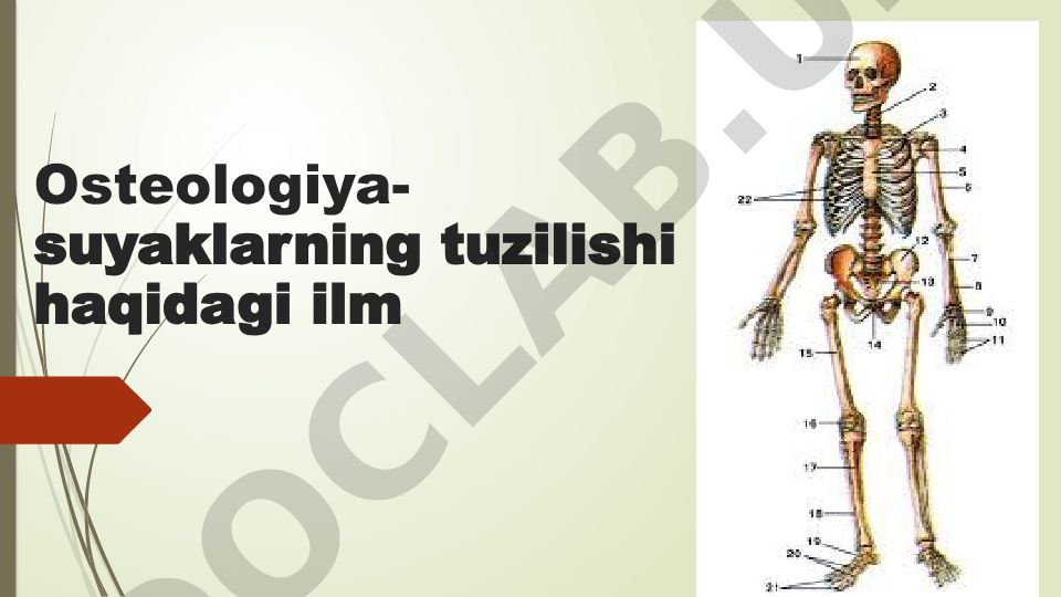 Osteologiya - suyaklarning tuzilishi va skelet haqida