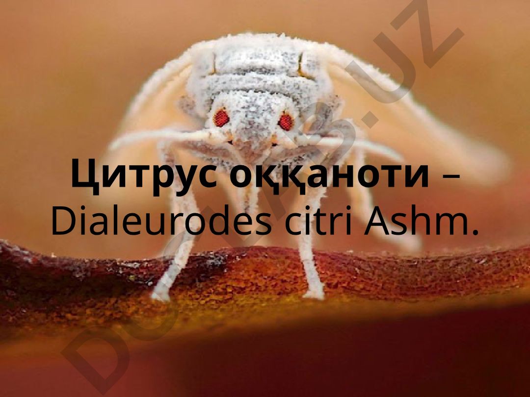 Цитрус оққаноти – Dialeurodes citri Ashm.