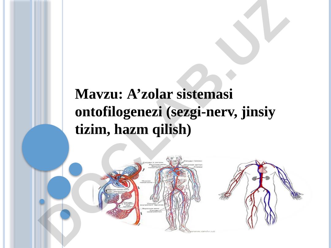 A’zolar sistemasi ontofilogenezi (sezgi-nerv, jinsiy tizim, hazm qilish)