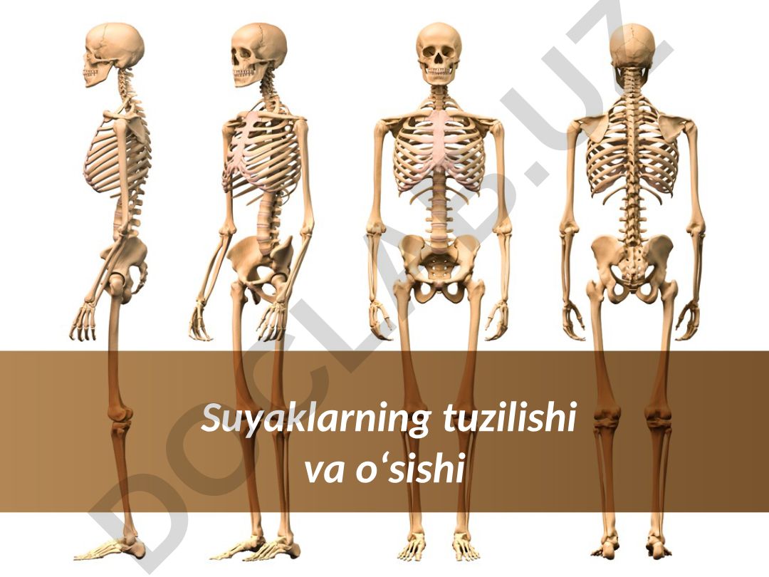 Suyaklarning tuzilishi va o'sishi