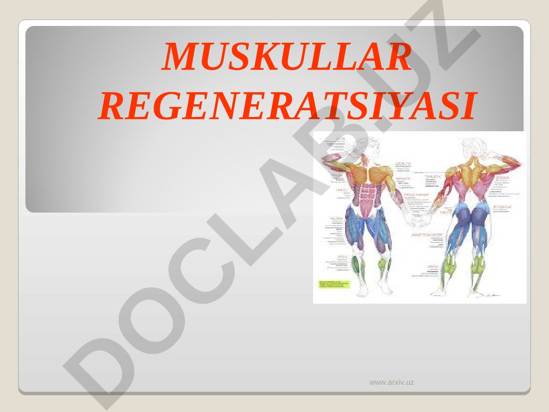 Muskullar regeneratsiyasi va tuzilishlari