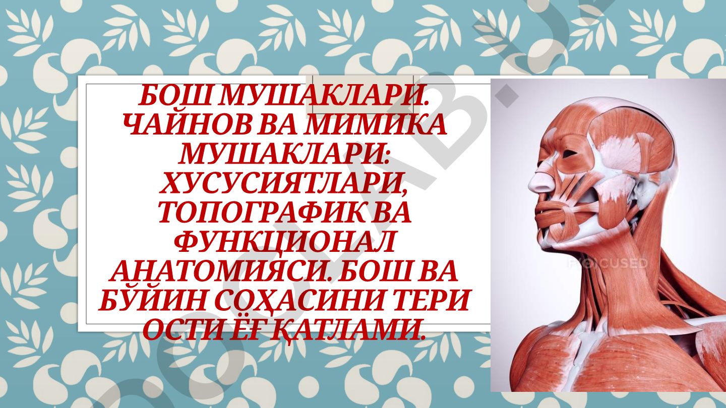 Бош мушаклари: чайнов ва мимика мушакларининг хусусиятлари ва анатомияси