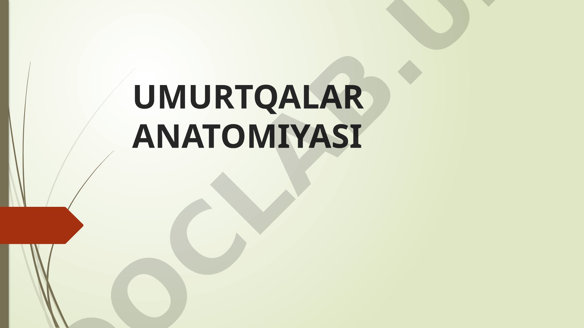 Umurtqalar anatomiyasi va tuzilishi