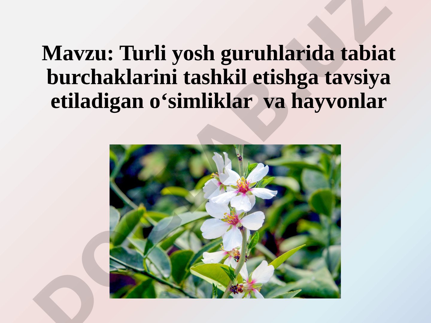 Turli yosh guruhlarida tabiat burchaklarini tashkil etishga tavsiya etiladigan o‘simliklar va hayvonlar