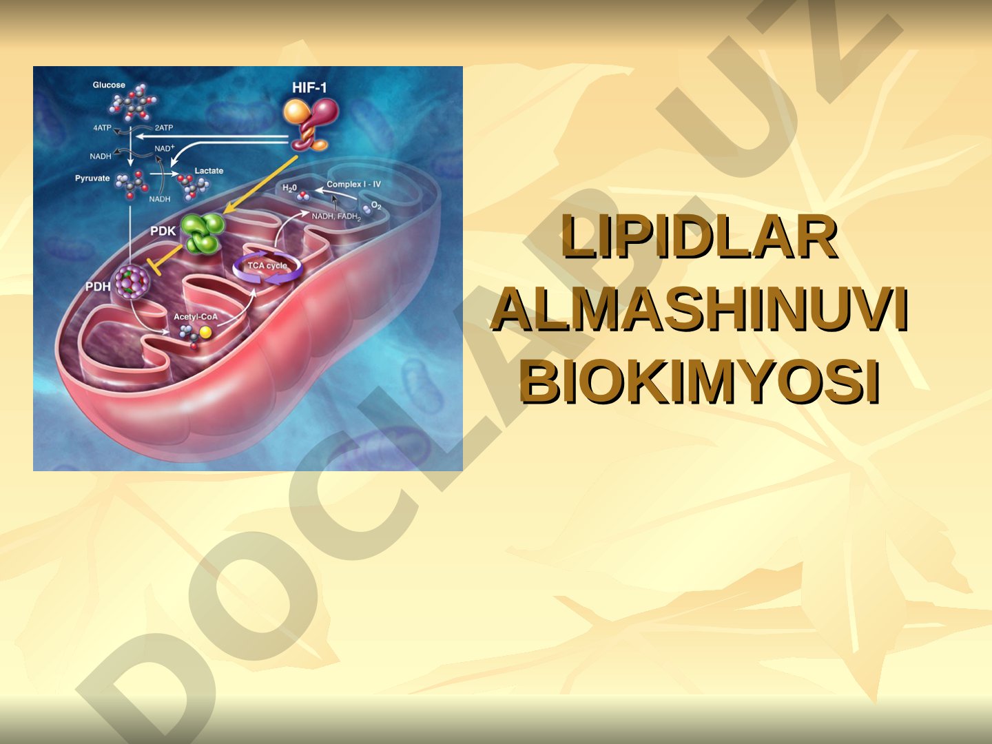 Lipidlar almashinuvi biokimyosi