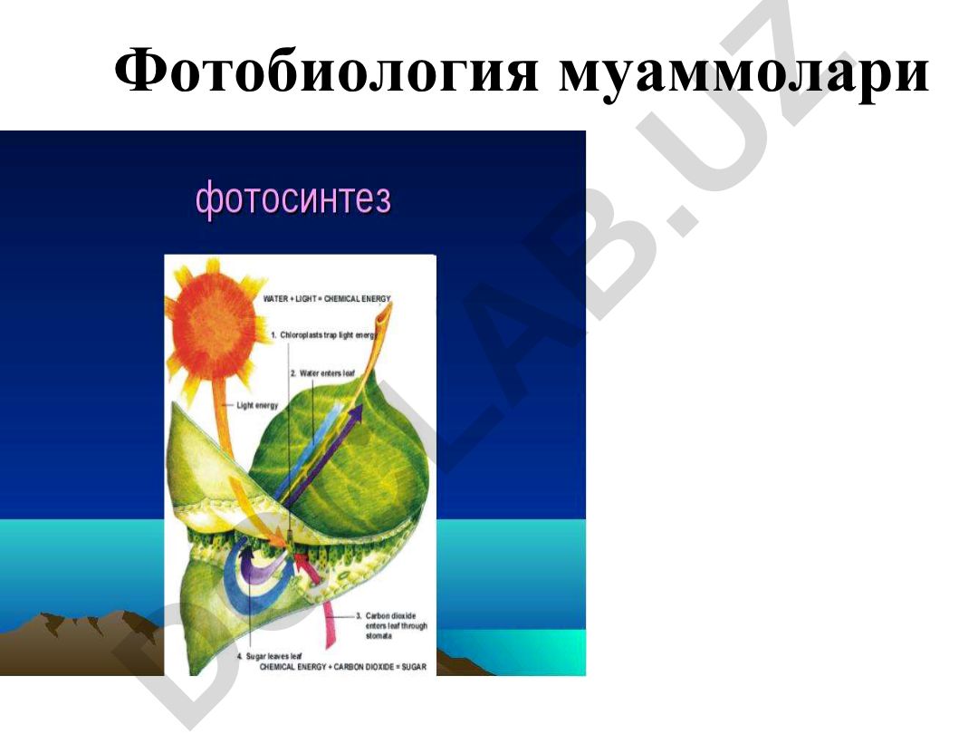 Фотобиология муаммолари