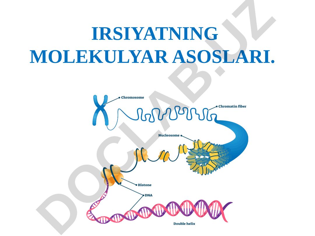 Irsiyatning molekulyar asoslari