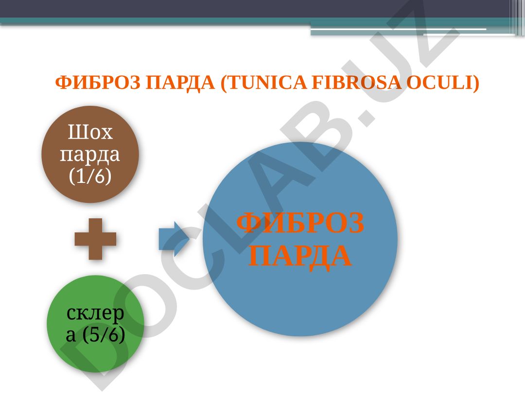 Фиброз парда (tunica fibrosa oculi) ва шох парда (cornea) қаватлари
