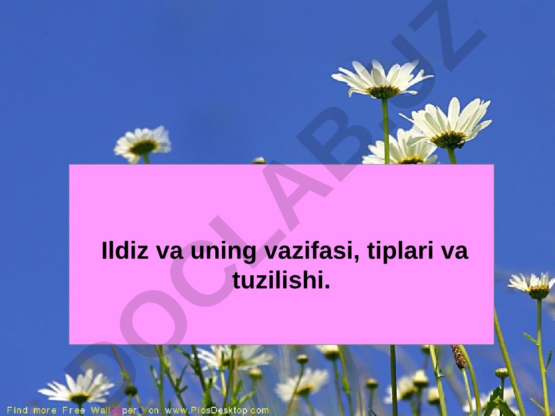 Ildiz va uning vazifasi, tiplari va tuzilishi