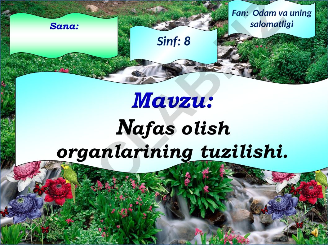 Odam va uning salomatligi: Nafas olish organining tuzilishi va gigiyenasi