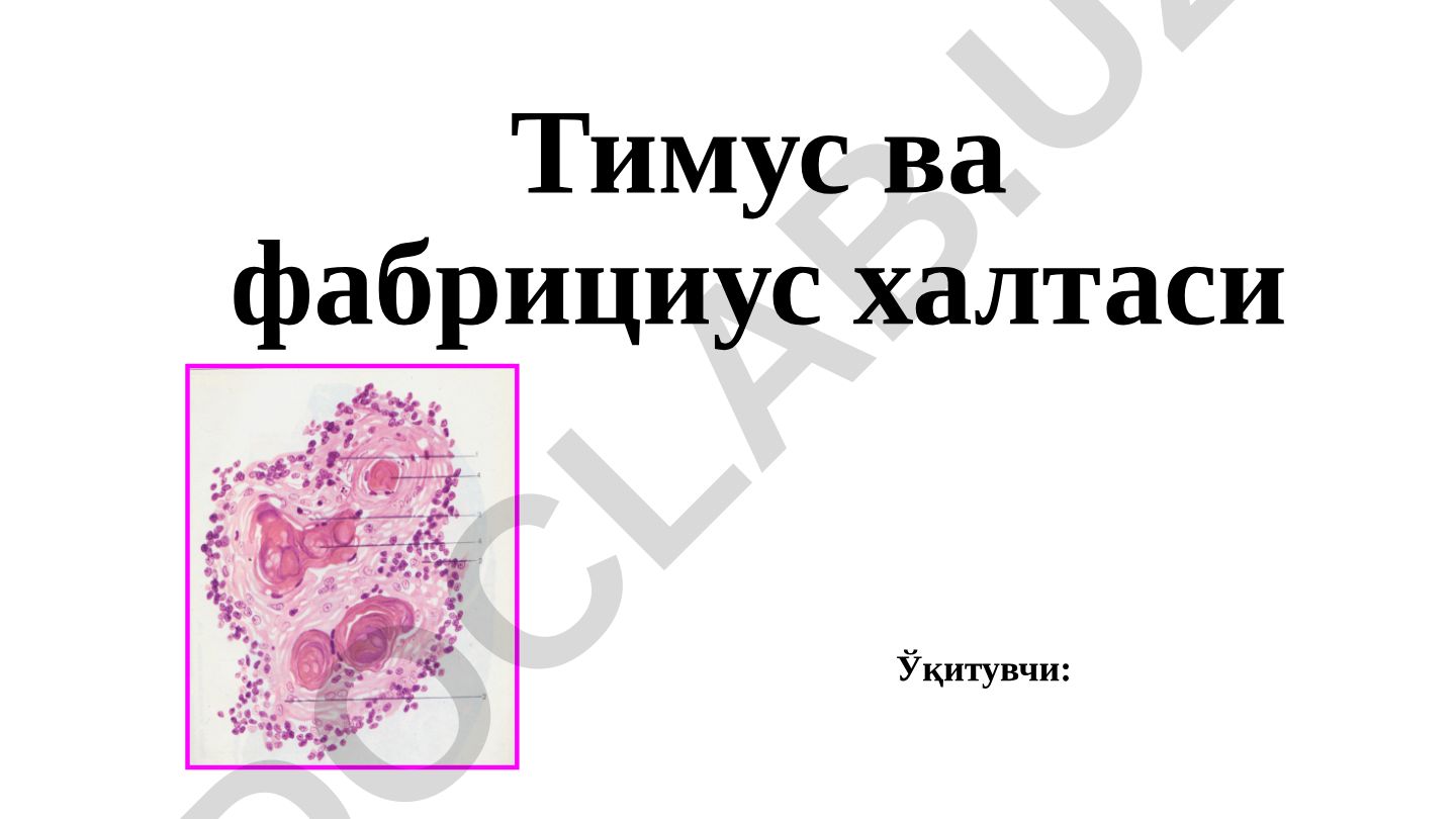 Тимус и фабрициева сумка в иммунной системе