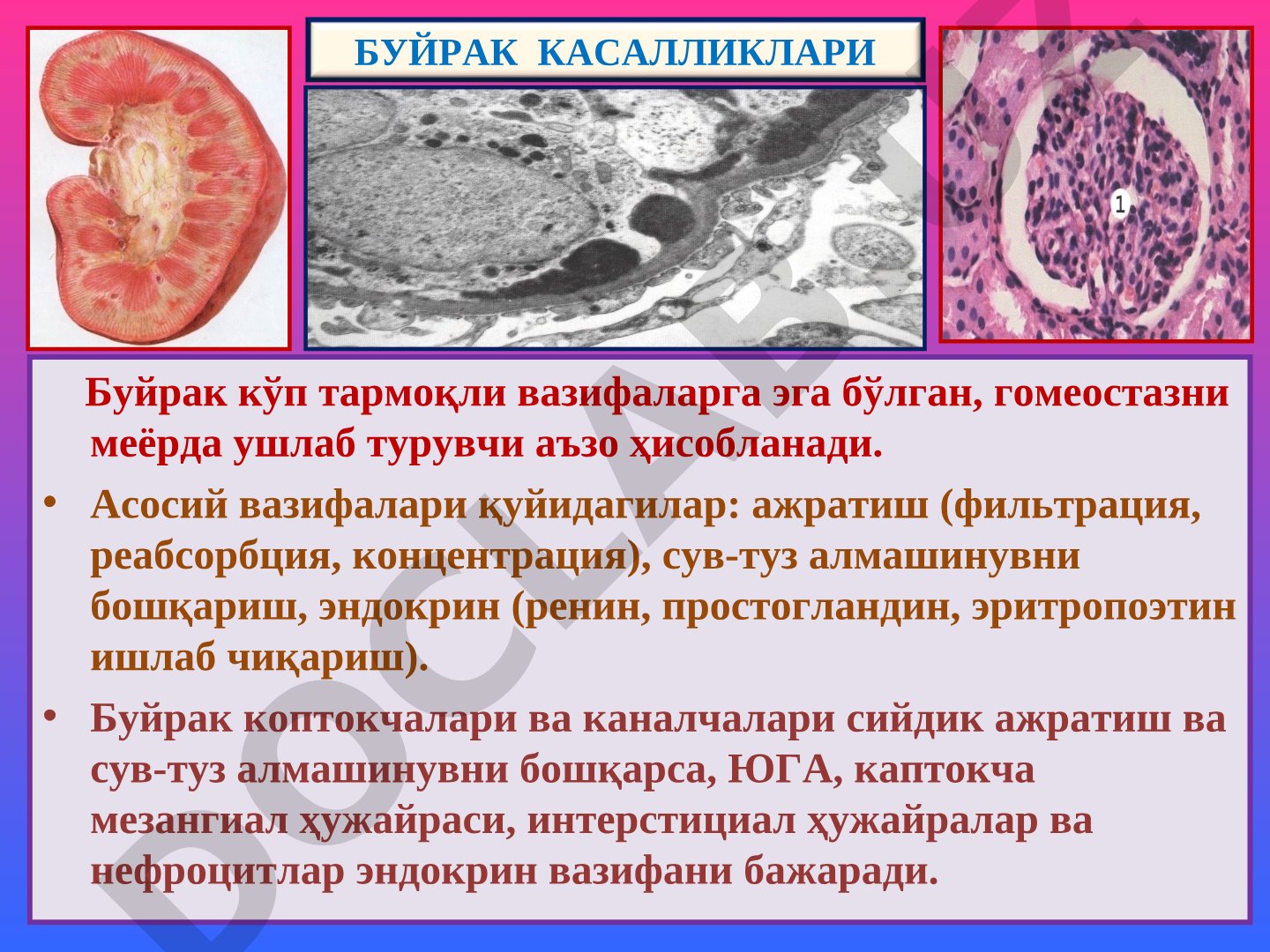 Буйрак касалликлари: таснифлари, генезиси ва патогенези
