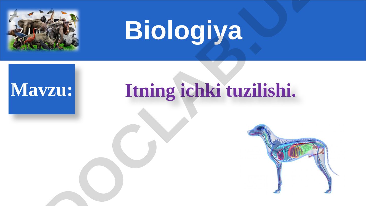 Itning ichki tuzilishi