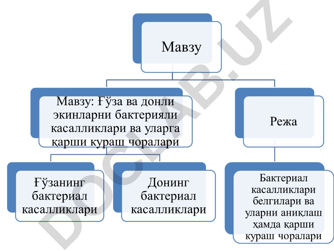 Ғўзанинг бактериал касалликлари ва уларнинг белгилари