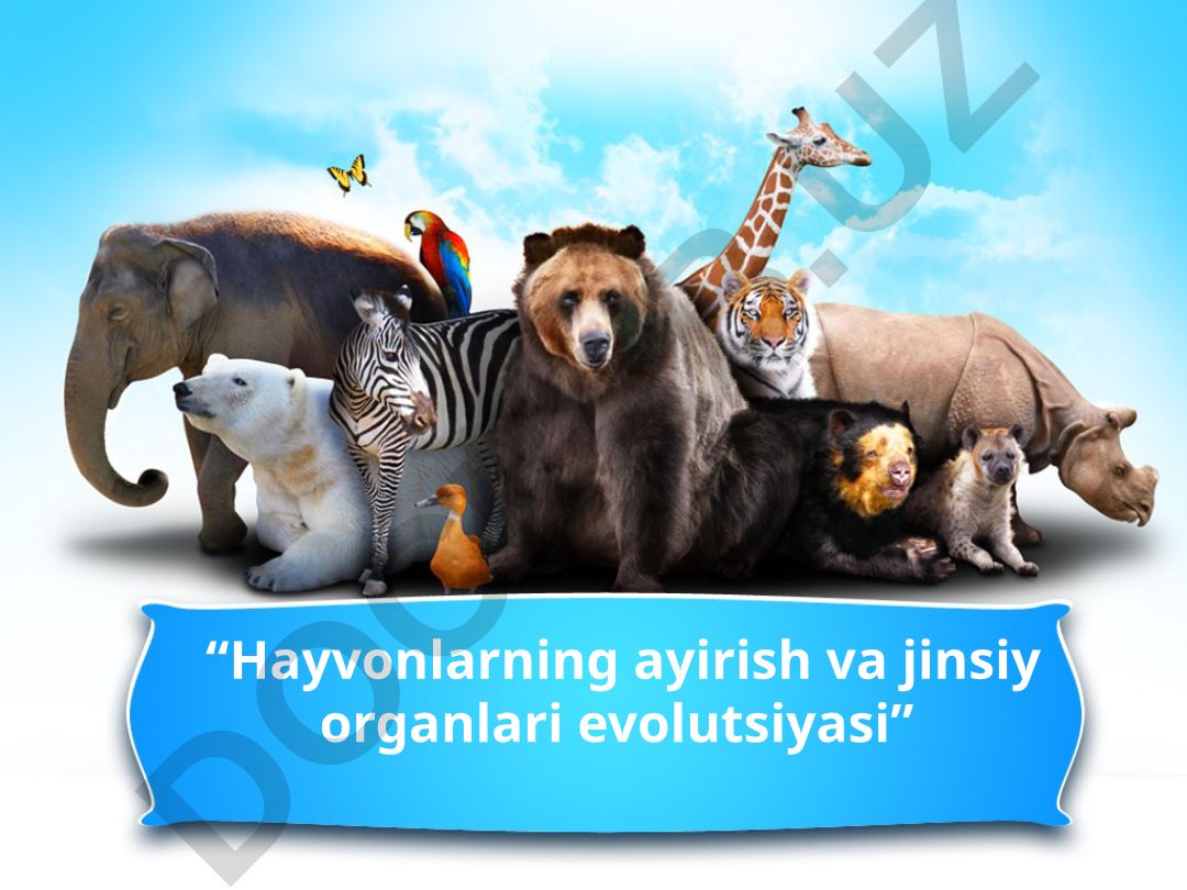 Hayvonlarning ayirish va jinsiy organlari evolutsiyasi