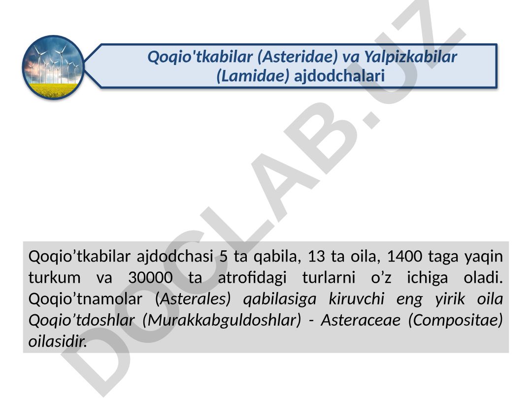 Qoqio'tkabilar va Qo'ng'iroqgulnamolar oilalarining botanik tavsifi