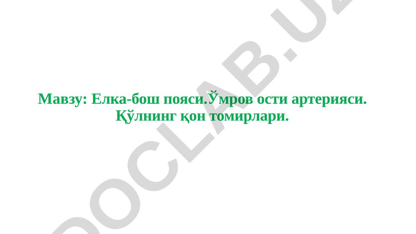 Елка-бош пояси. Ўмров ости артерияси. Қўлнинг қон томирлари