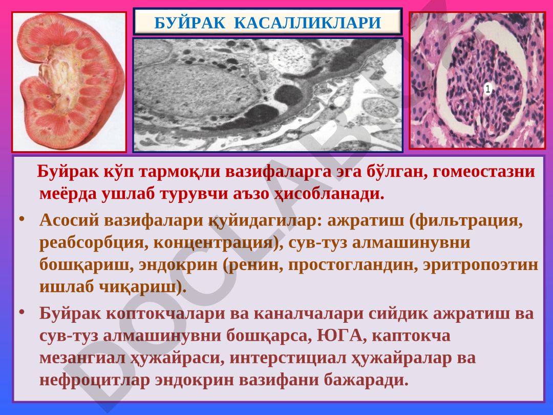 Буйрак касалликлари: таснифлари, гистологияси ва вазифалари