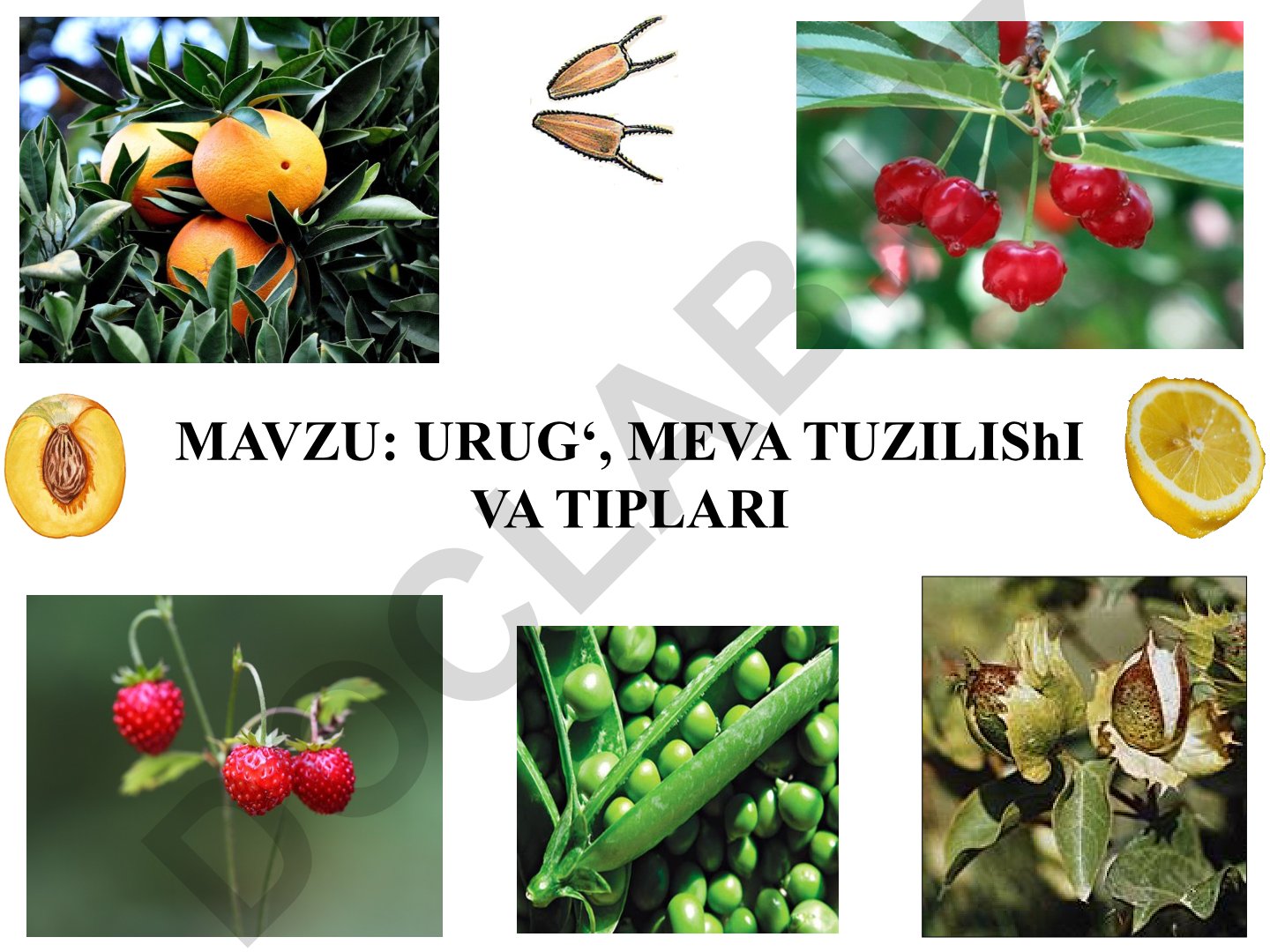 Urug‘, meva tuzilishi va tiplari