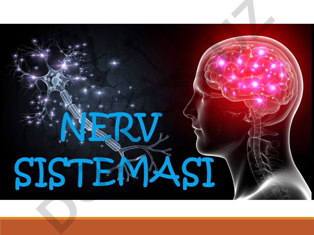 Nerv sistemasi tuzilishi va funksiyalari