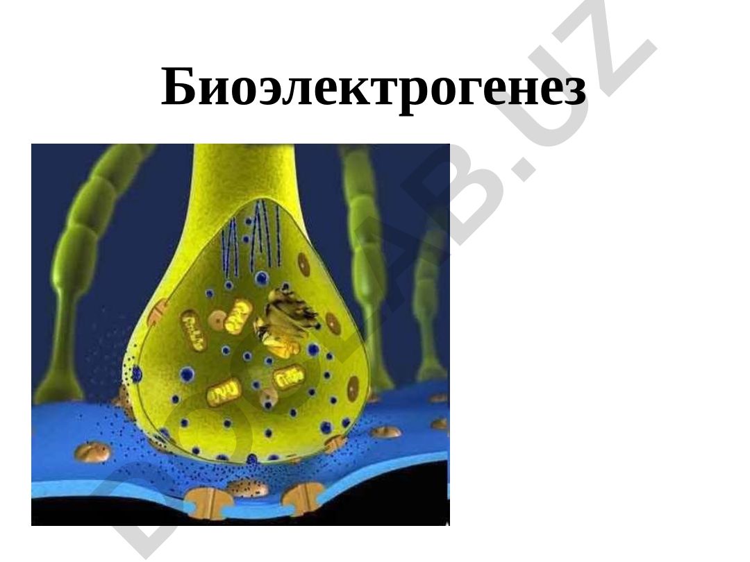 Биоэлектрогенез: Биоэлектрик потенциалларнинг келиб чиқиши ва турлари