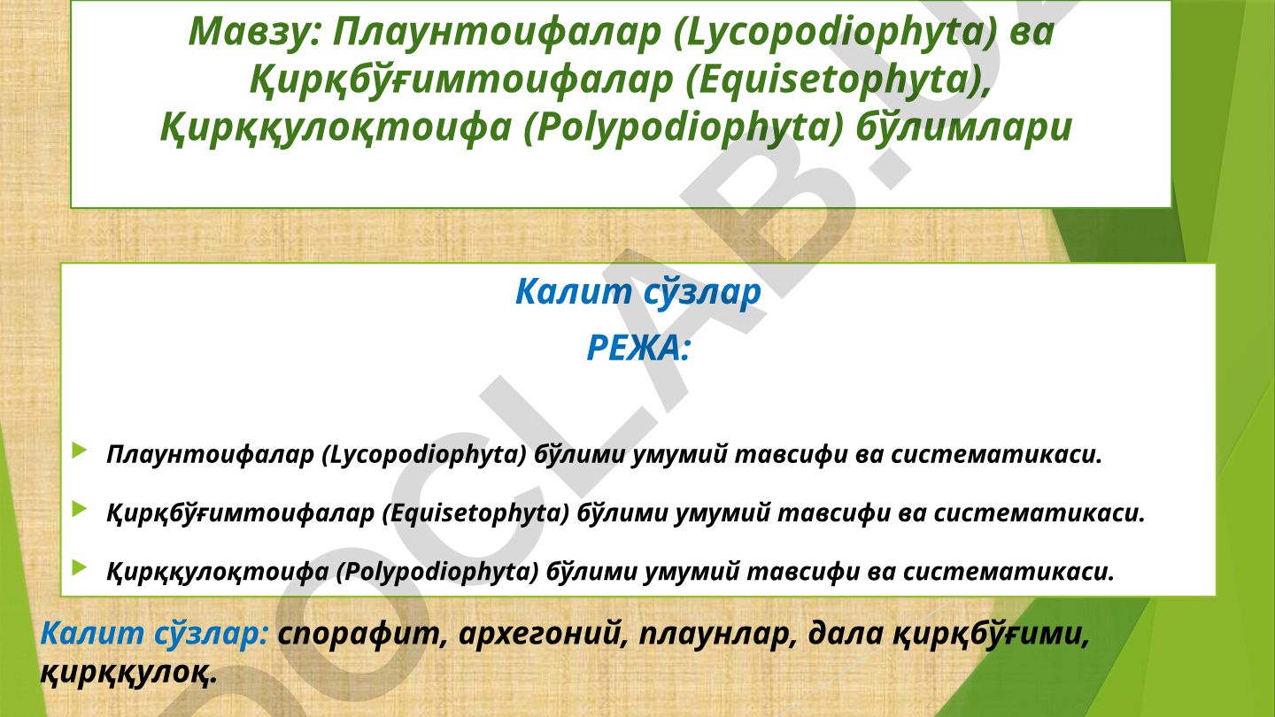 Плаунтоифалар, Қирқбўғимтоифалар ва Қирққулоқтоифа бўлимлари