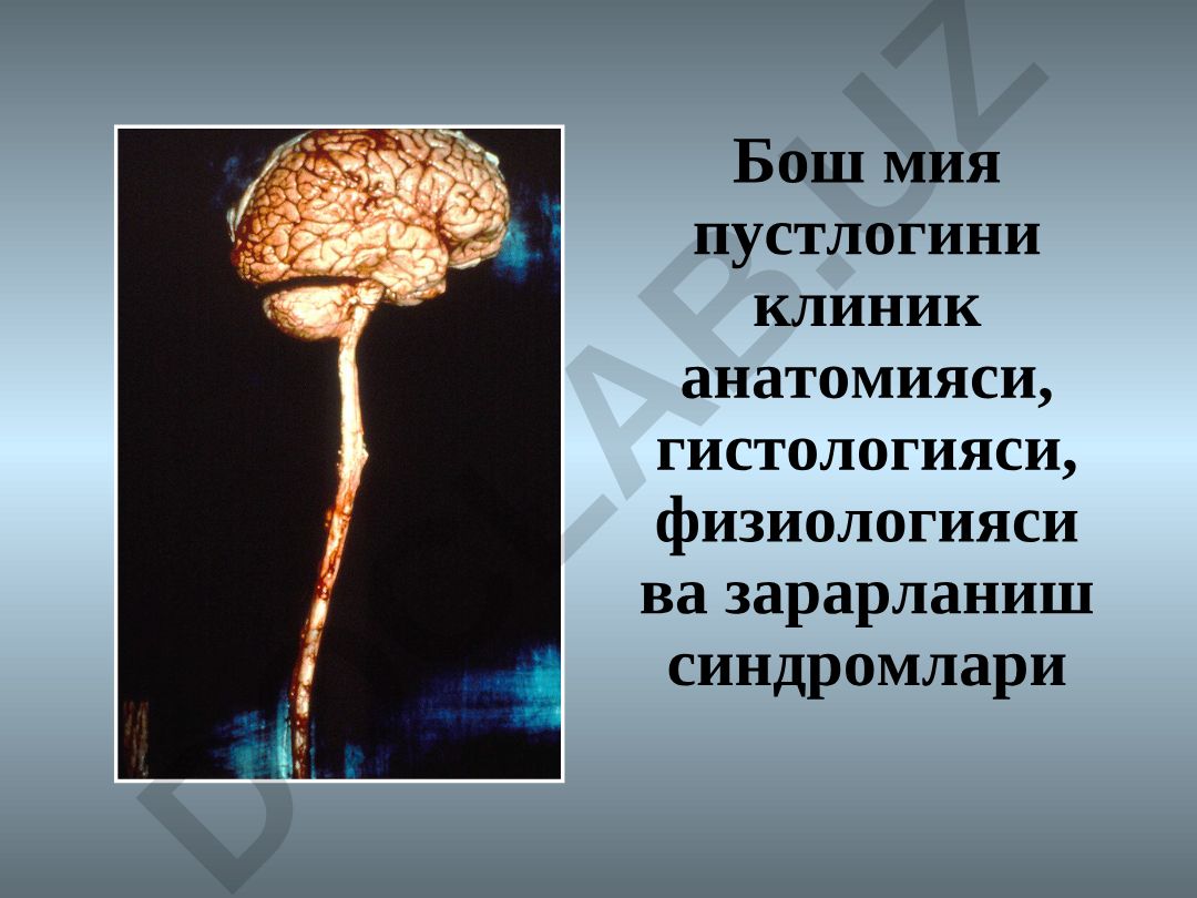 Бош мия пустлогини клиник анатомияси, гистологияси, физиологияси ва зарарланиш синдромлари