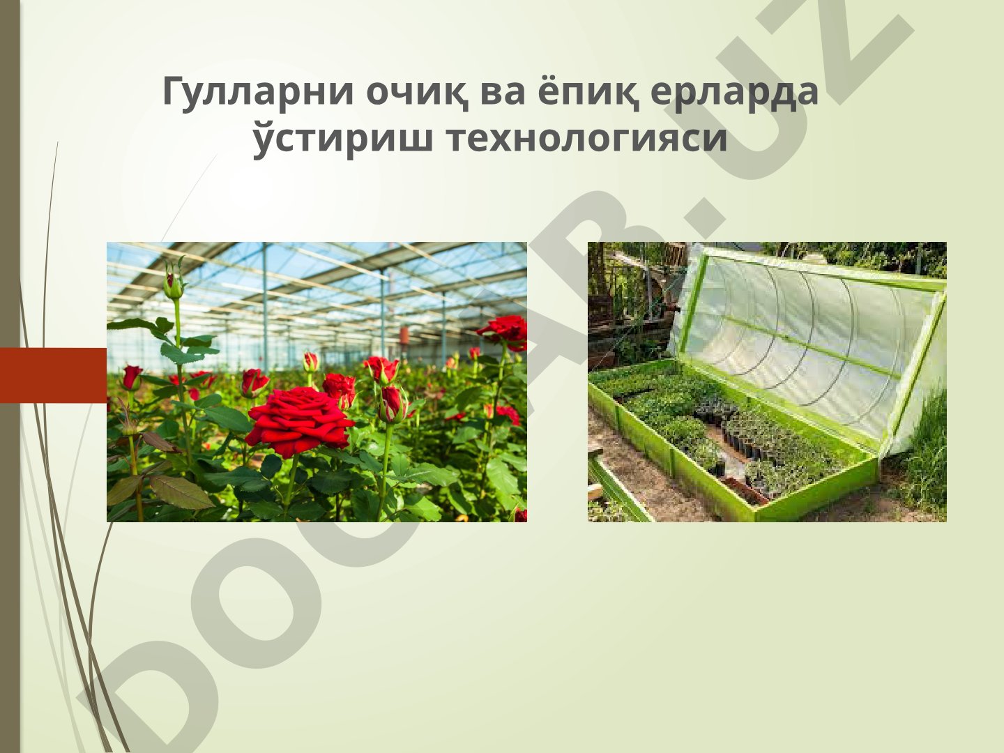 Гулларни очиқ ва ёпиқ ерларда ўстириш технологияси
