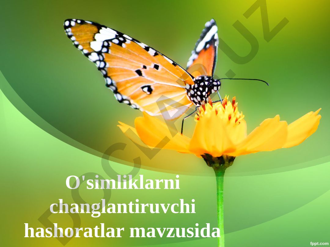 O'simliklarni changlantiruvchi hashoratlar