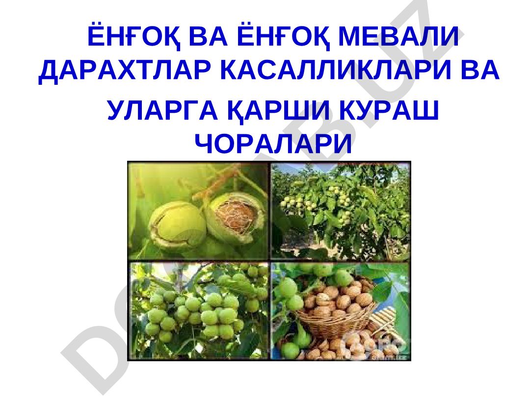 Ёнғоқ ва ёнғоқ мевали дарахтлар касалликлари ва уларга қарши кураш чоралари