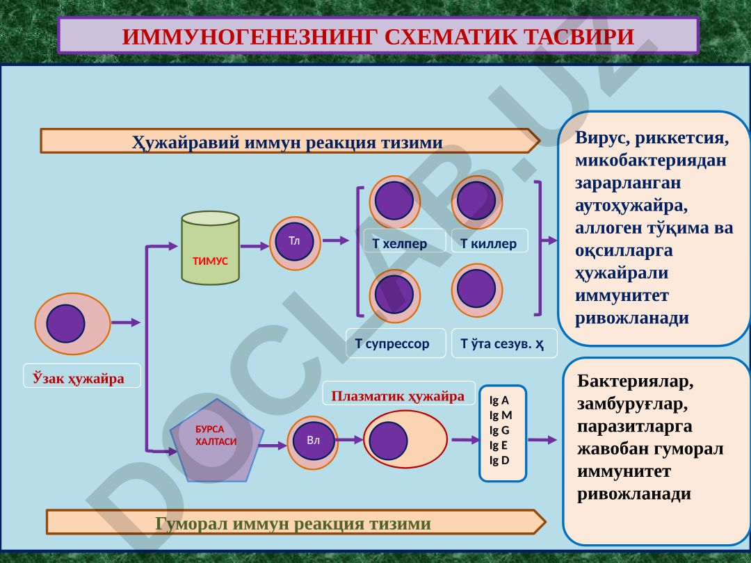 Иммуногенезнинг схематик тасвири ва иммунопатологик жараёнлар