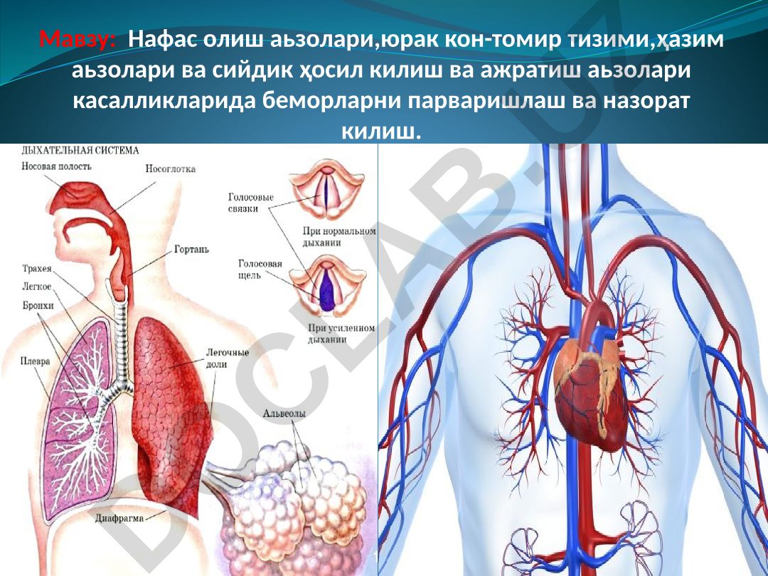 Нафас олиш аьзолари, юрак кон-томир тизими, ҳазим аьзолари ва сийдик ҳосил килиш ва ажратиш аьзолари касалликларида беморларни парваришлаш ва назорат килиш