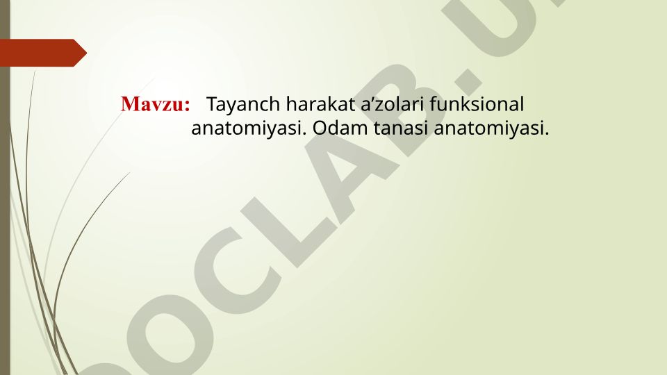 Tayanch harakat a’zolari funksional anatomiyasi