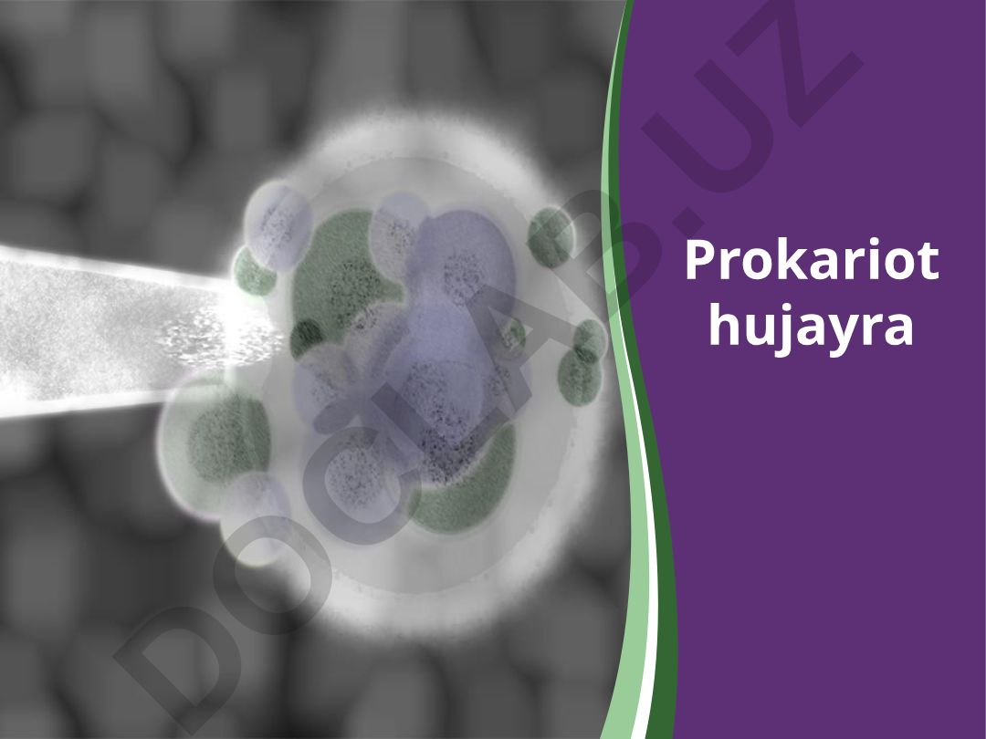 Prokariot hujayralar: tuzilishi va xususiyatlari