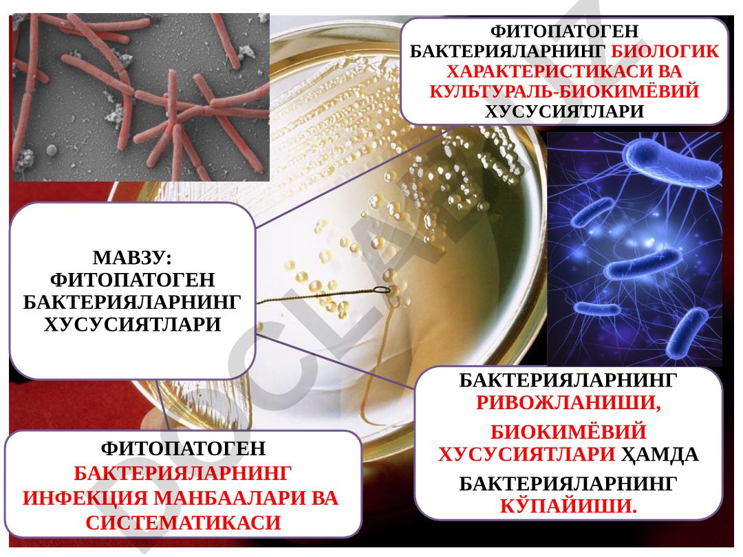 Фитопатоген бактерияларнинг хусусиятлари, биологик характеристикаси ва инфекция манбаалари